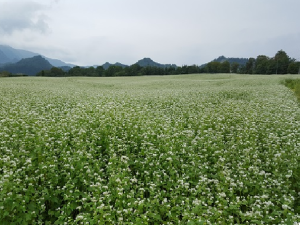 初秋肘折の蕎麦畑